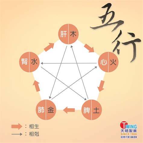 五行內臟|【中醫小知識